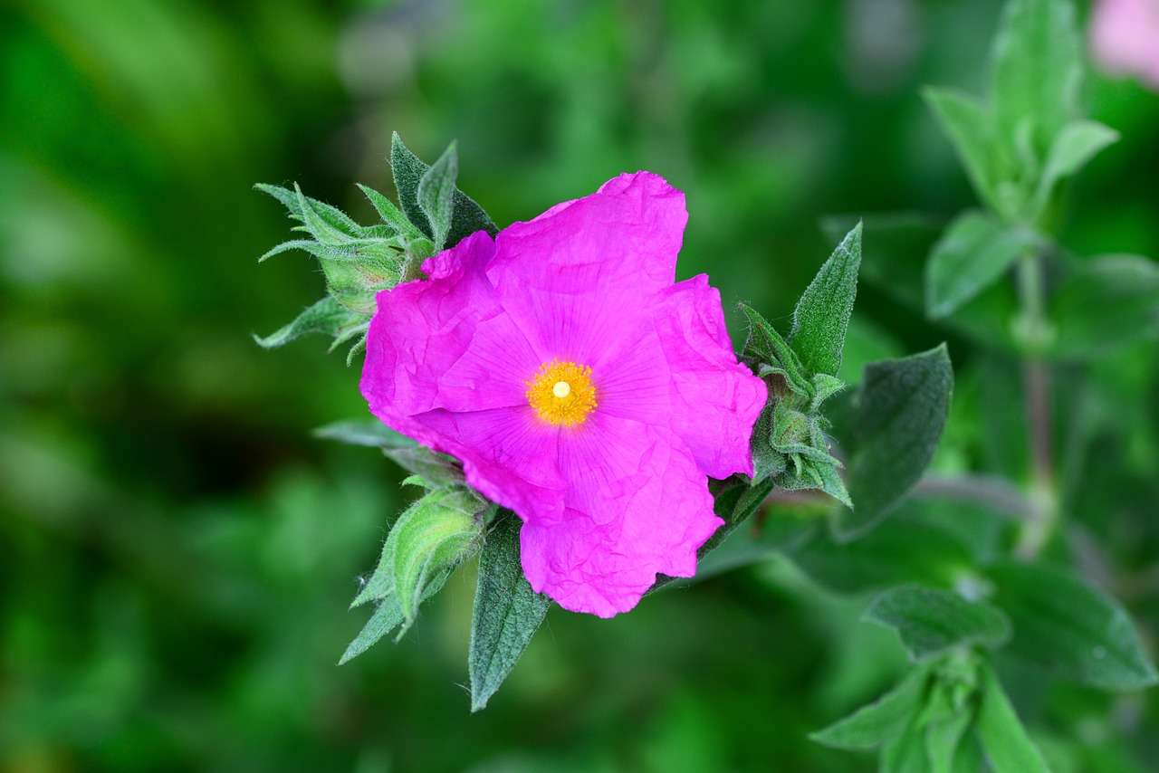 Cistus, Daugiametis, Krūmas, Cerise, Rožinis, Audinio Plonas Žiedlapis, Gėlė, Krūmas, Karštas, Savaiminio Deginimo Įrenginys