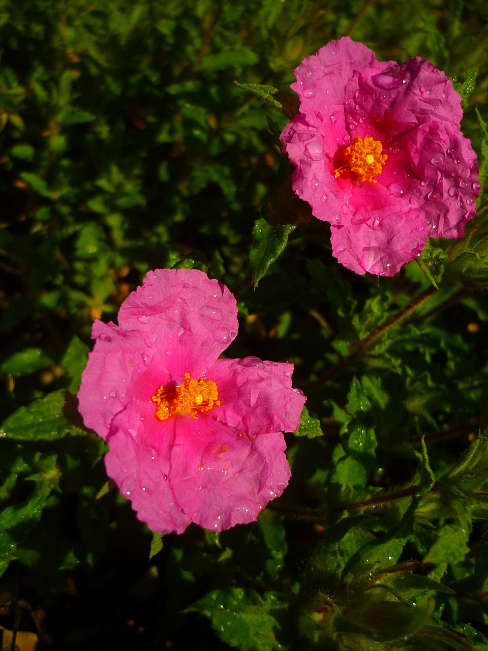 Cistus Baltas, Gėlės, Rosa, Žalias, Pavasaris, Šlapias, Lietus, Cistus, Albidus, Stepiai