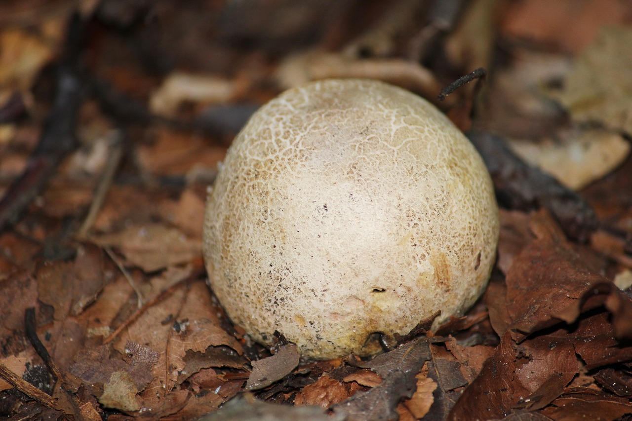 Citrinum, Grybai, Bovist, Grybų Dulkės, Umbrinum, Puffball Grybai, Nemokamos Nuotraukos,  Nemokama Licenzija