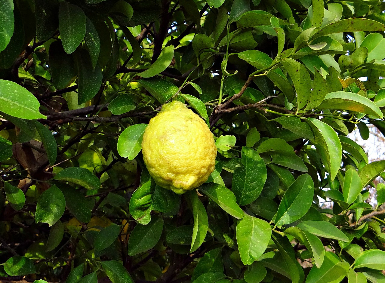 Citronas, Vaisiai, Rūgštus, Vitamino C, Хулкитти, Indija, Nemokamos Nuotraukos,  Nemokama Licenzija
