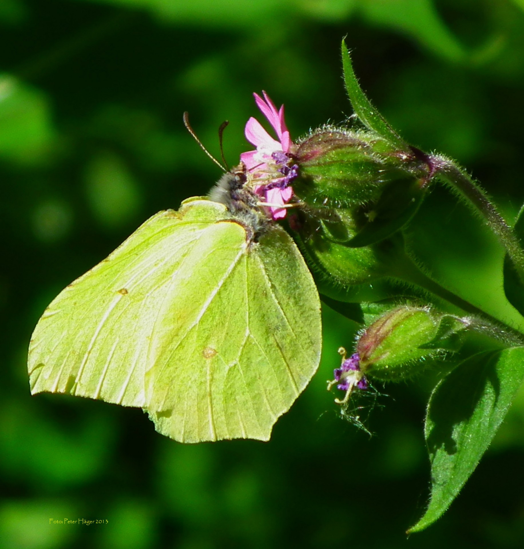 Drugelis,  Gonepteryx & Nbsp,  Rhamni,  Siera, Nemokamos Nuotraukos,  Nemokama Licenzija