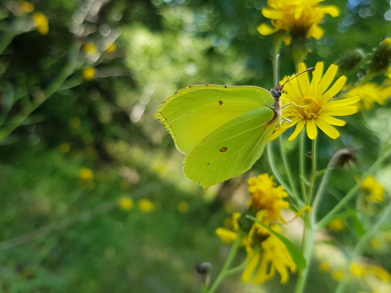 Citronfjäril, Drugelis, Geltona, Augalai, Gėlė, Sparnuotas Vabzdys, Lova, Gamta, Vasara, Nemokamos Nuotraukos