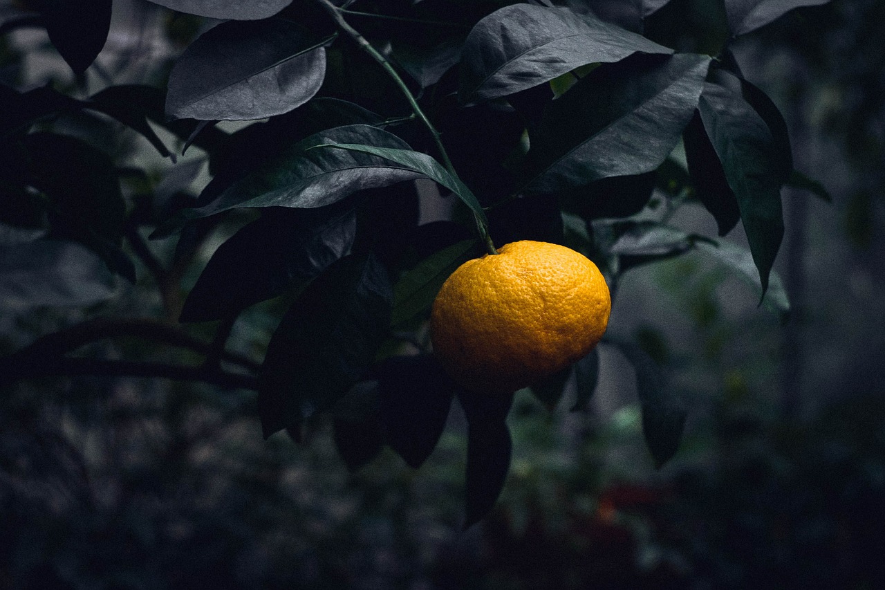 Citrusiniai, Krūmas, Augalas, Sodas, Vaisiai, Gamta, Dekoratyvinis Augalas, Krūmas, Iš Arti, Dekoratyvinis