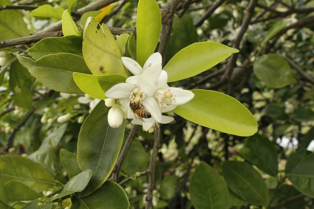 Citrusiniai, Bičių, Gėlė, Nemokamos Nuotraukos,  Nemokama Licenzija