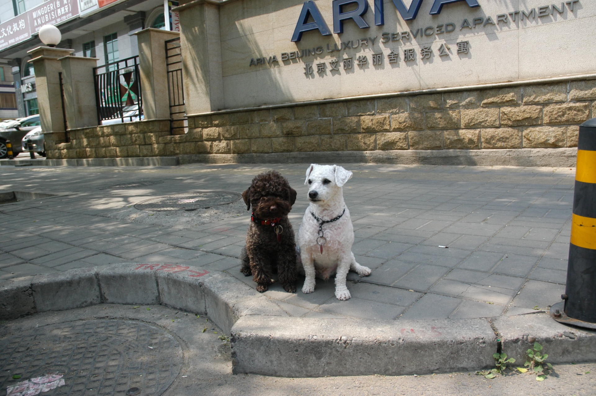 Šuo,  Miestas,  Pekinas,  Kinija,  Augintiniai,  Gyvūnai,  Miesto Šunys, Nemokamos Nuotraukos,  Nemokama Licenzija