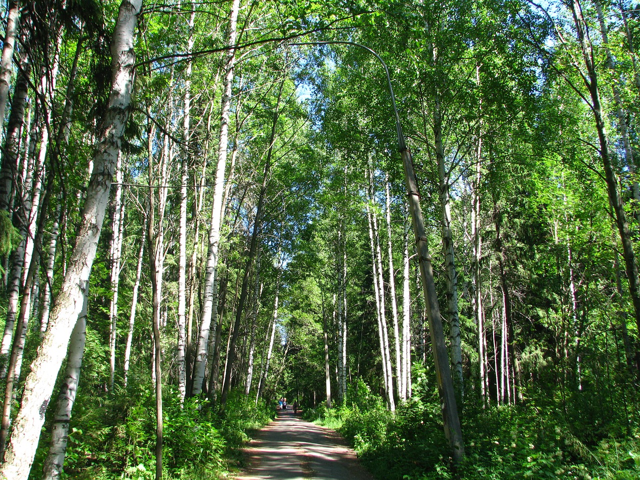 Miesto Parkas, Miškas, Medžiai, Saulė, Gamta, Kraštovaizdis, Vasara, Vaikščioti, Dangus, Alėja