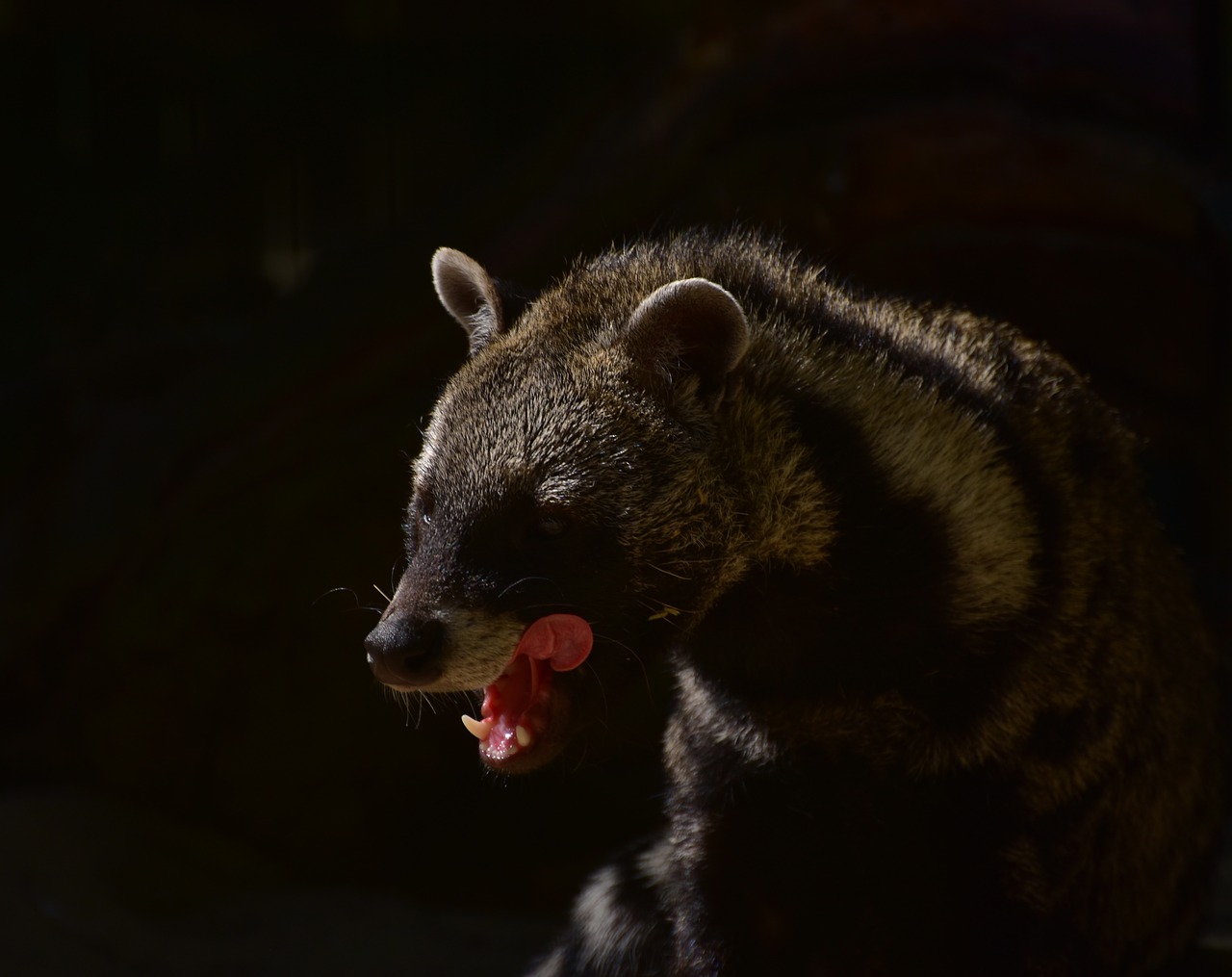 Civets,  Predator,  Miškas,  Plaukų,  Šešėlis,  Mėsėdžiai,  Pavojinga,  Natūralus,  Žinduolis,  Hunter