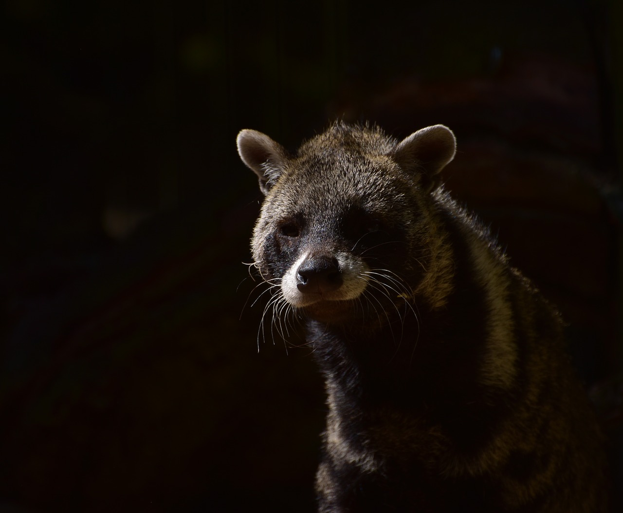 Civets,  Predator,  Miškas,  Plaukų,  Šešėlis,  Mėsėdžiai,  Pavojinga,  Natūralus,  Žinduolis,  Hunter