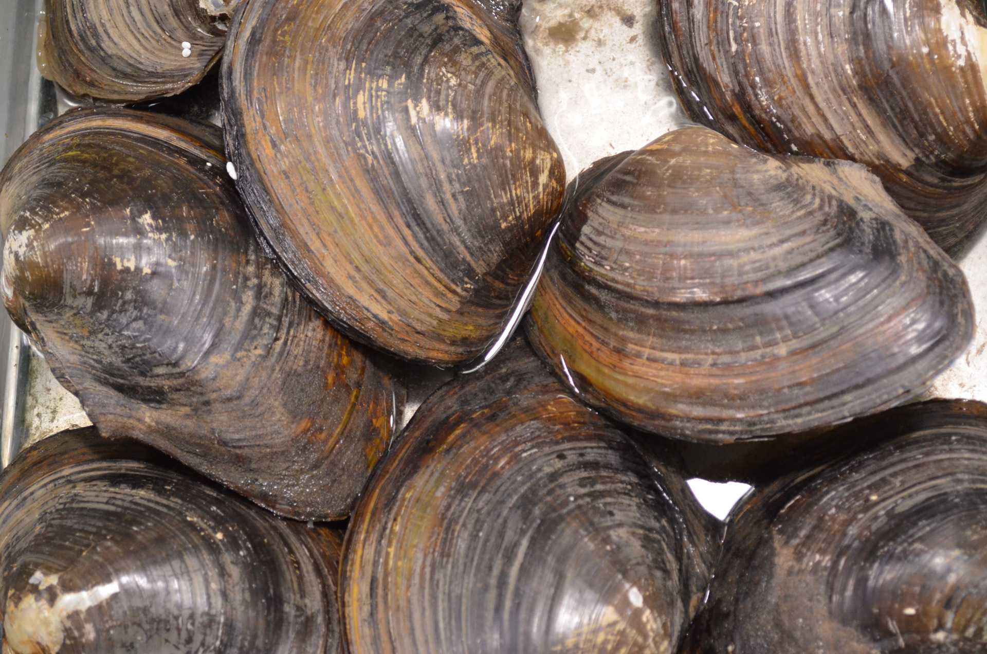 Clam,  Lukštas,  Kriauklės,  Moliuskai,  Vėžiagyviai,  Moliuskų Lukštai, Nemokamos Nuotraukos,  Nemokama Licenzija