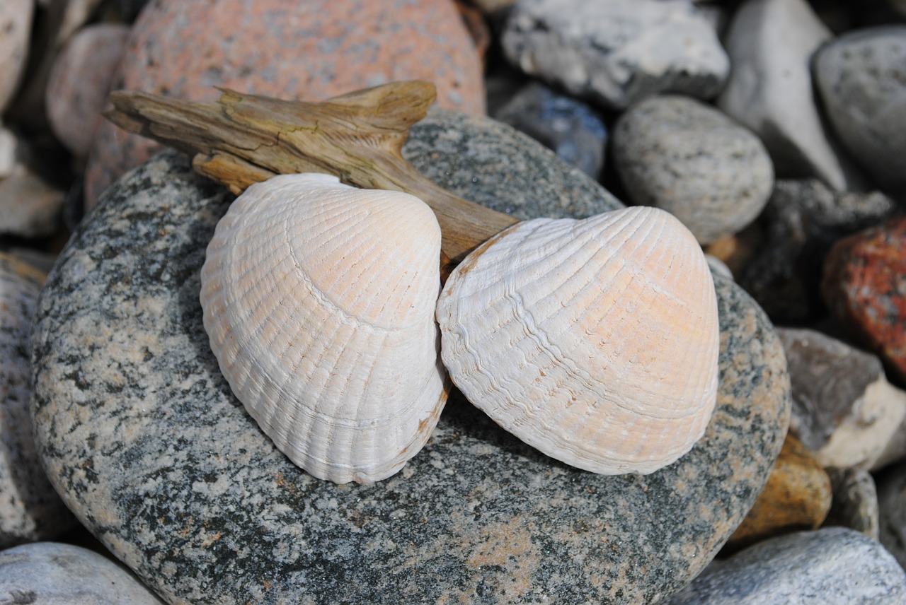 Clam Skald, Papludimys, Akmuo, Akmens Kolekcija, Jūros Gėrybės, Nemokamos Nuotraukos,  Nemokama Licenzija