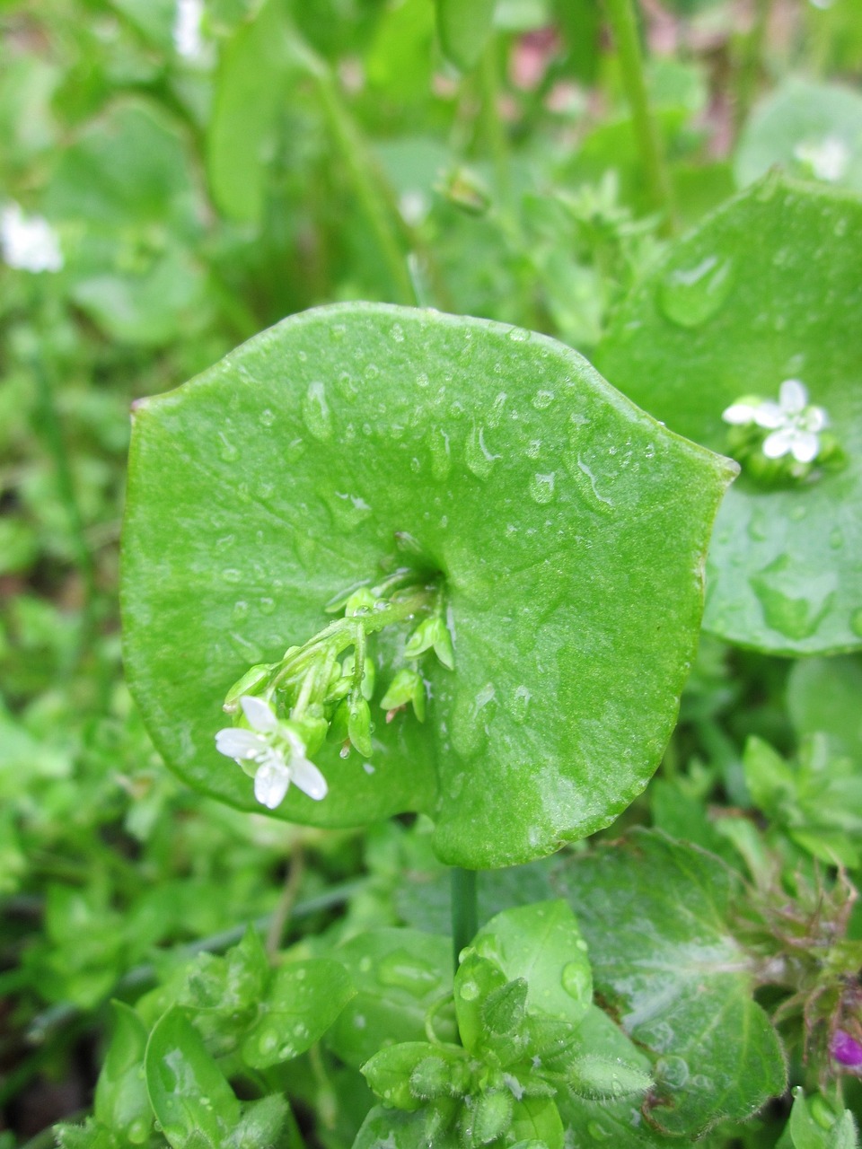 Claytonia Perfolata,  Indijos Salotos,  Pavasario Grožis,  Žiemos Dubuo,  Kalavietės Salotos,  Flora,  Botanika,  Wildflower,  Augalas,  Rūšis