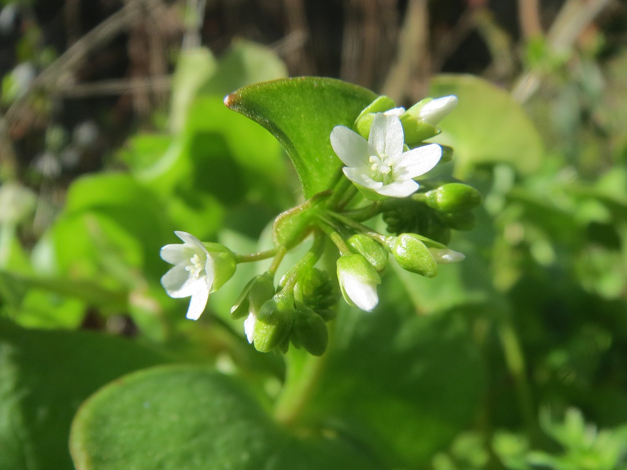 Claytonia Perfolata, Indijos Salotos, Pavasario Grožis, Žiemos Dubuo, Kalavietės Salotos, Wildflower, Flora, Botanika, Augalas, Žiedas