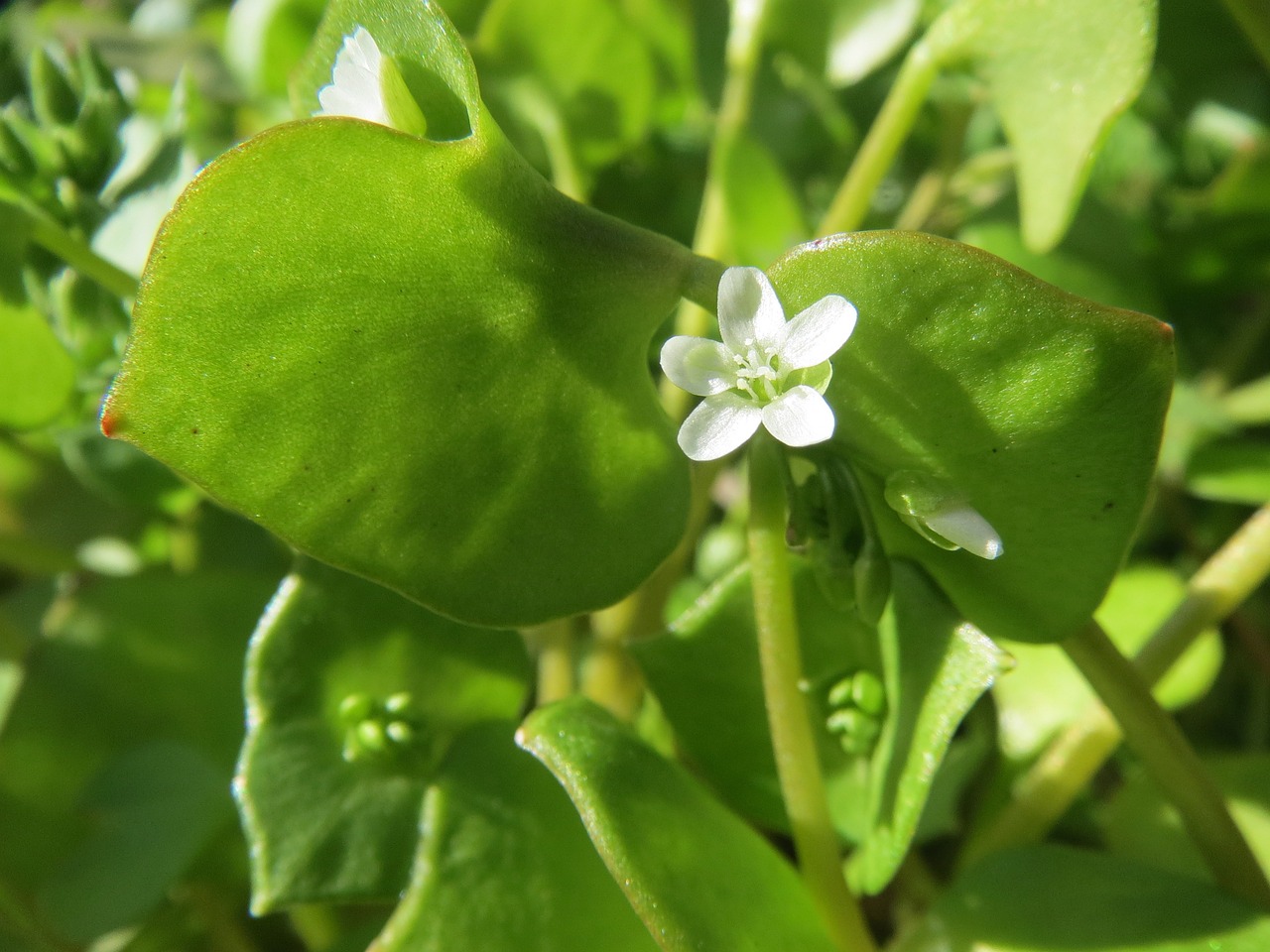 Claytonia Perfolata, Indijos Salotos, Pavasario Grožis, Žiemos Dubuo, Kalavietės Salotos, Wildflower, Flora, Botanika, Augalas, Žiedas