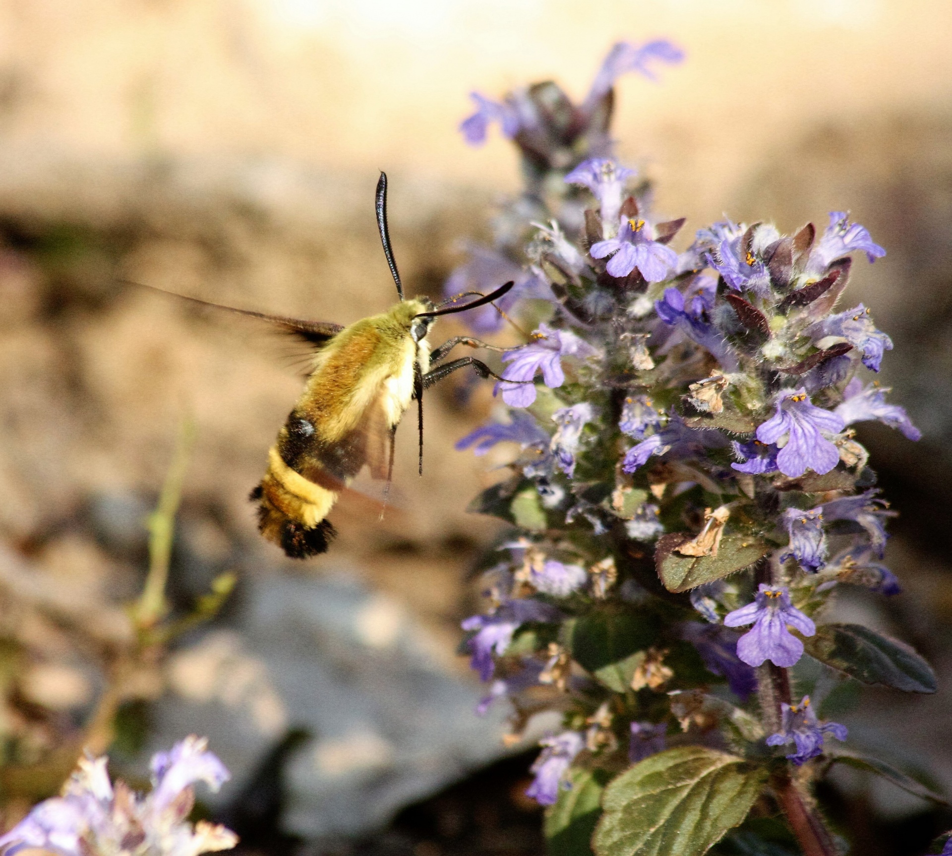 Gamta,  Laukinė Gamta,  Gyvūnai,  Vabzdžiai,  Drugys,  Clearwing,  Kolibris,  Sipping,  Violetinė,  Gėlė