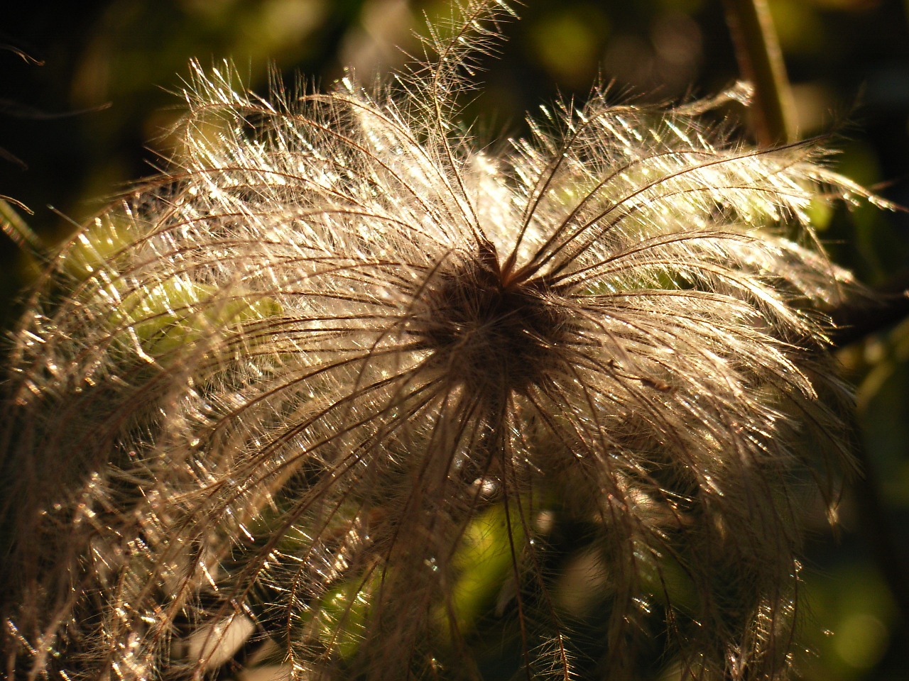 Pasque Gėlė, Vaisiai, Saulė, Pulsatilla, Pasqueflower, Vilnonis, Vaisiai, Plaukuotas, Augalas, Purus