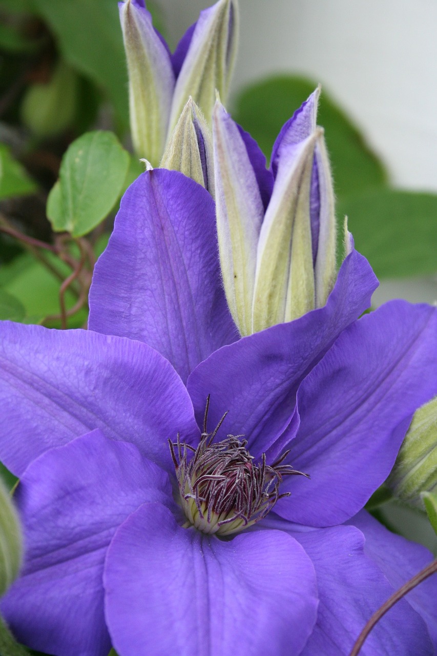 Clematis, Gėlių, Augalas, Natūralus, Žiedas, Žydėti, Žiedlapis, Botanikos, Ekologiškas, Stiebas