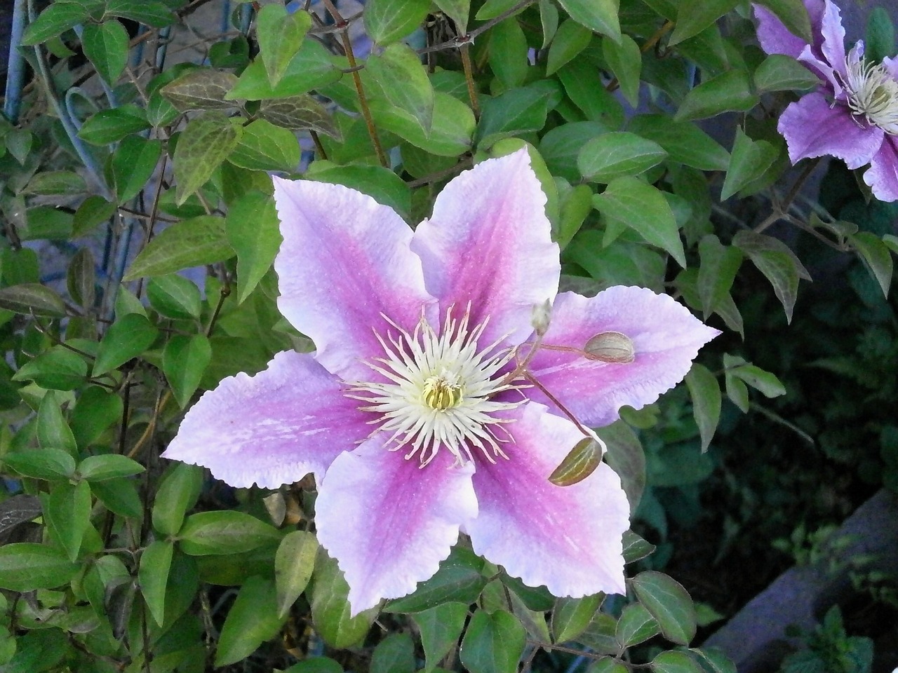 Clematis, Pavasario Gėlės, Vasaros Gėlės, Rožinis, Sodas, Nemokamos Nuotraukos,  Nemokama Licenzija