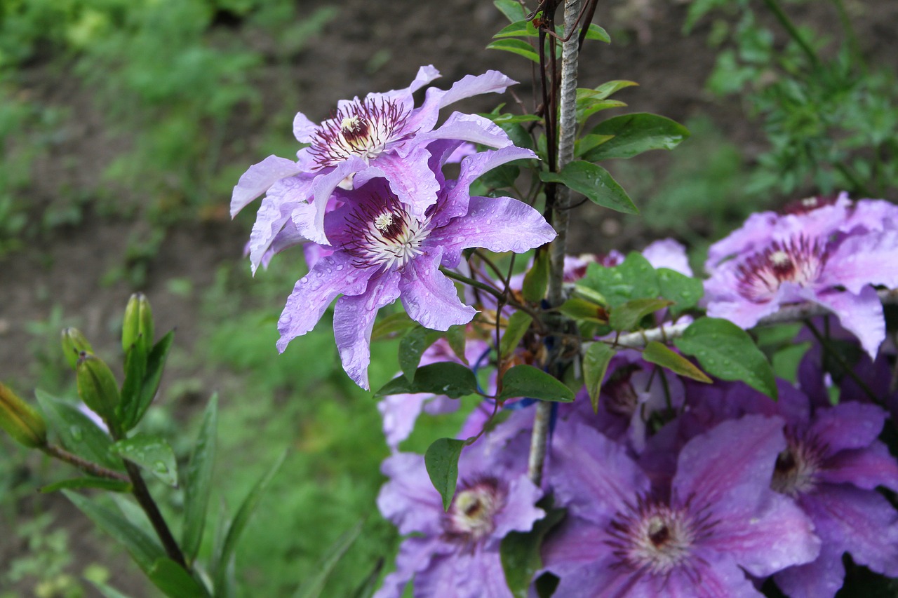 Clematis, Sodas, Vasara, Violetinė, Žydi, Žydi, Didelė Gėlė, Grožis, Gamta, Augalas