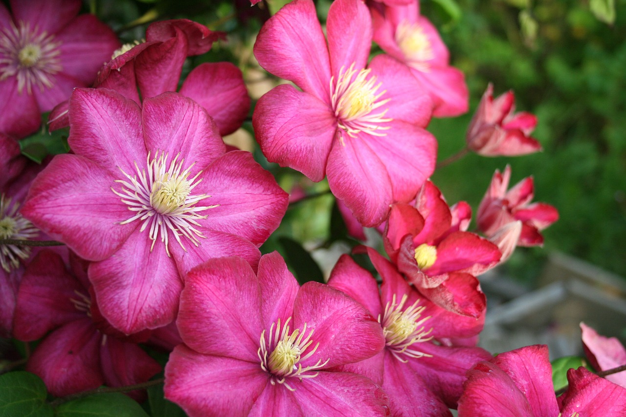 Clematis, Sodas, Gėlės, Nemokamos Nuotraukos,  Nemokama Licenzija