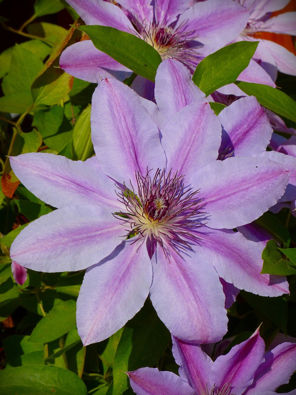 Clematis, Gėlių Žiedai, Alpinistas, Žiedlapiai, Žydėti, Sodas, Gėlės, Nemokamos Nuotraukos,  Nemokama Licenzija