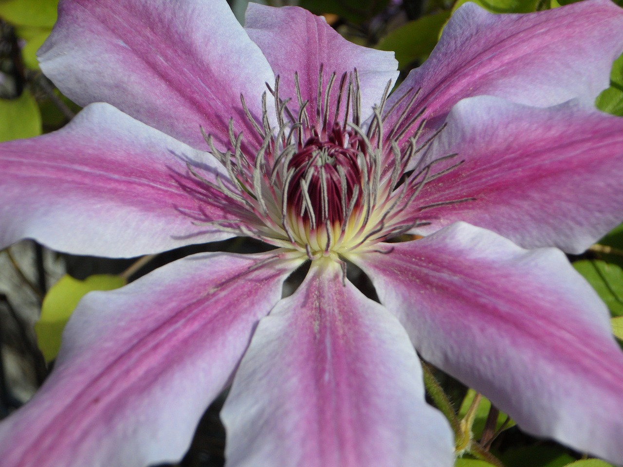 Clematis, Žiedas, Žydėti, Žydėti, Gėlė, Uždaryti, Violetinė, Nemokamos Nuotraukos,  Nemokama Licenzija