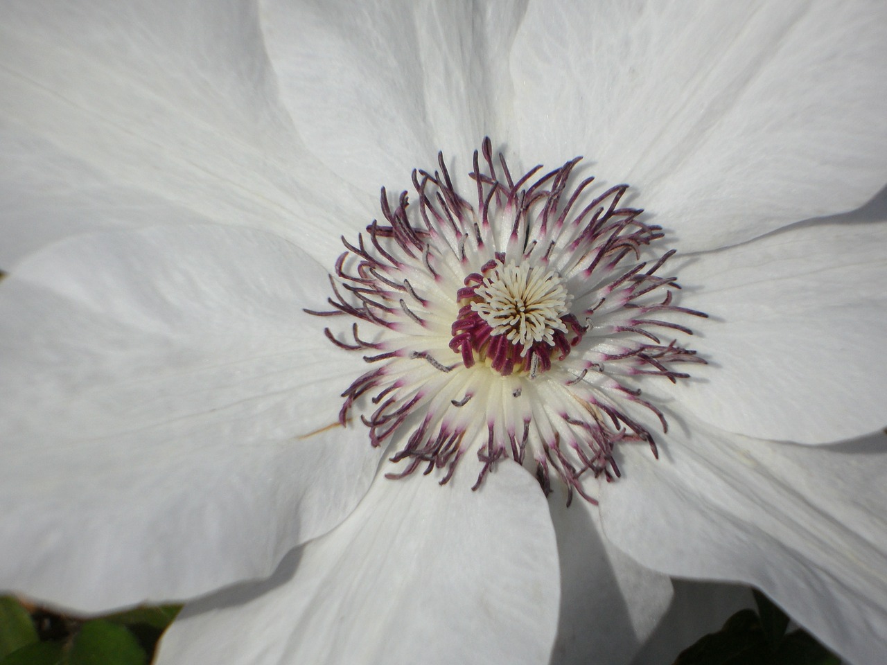 Clematis, Žiedas, Žydėti, Žydėti, Gėlė, Uždaryti, Balta, Nemokamos Nuotraukos,  Nemokama Licenzija