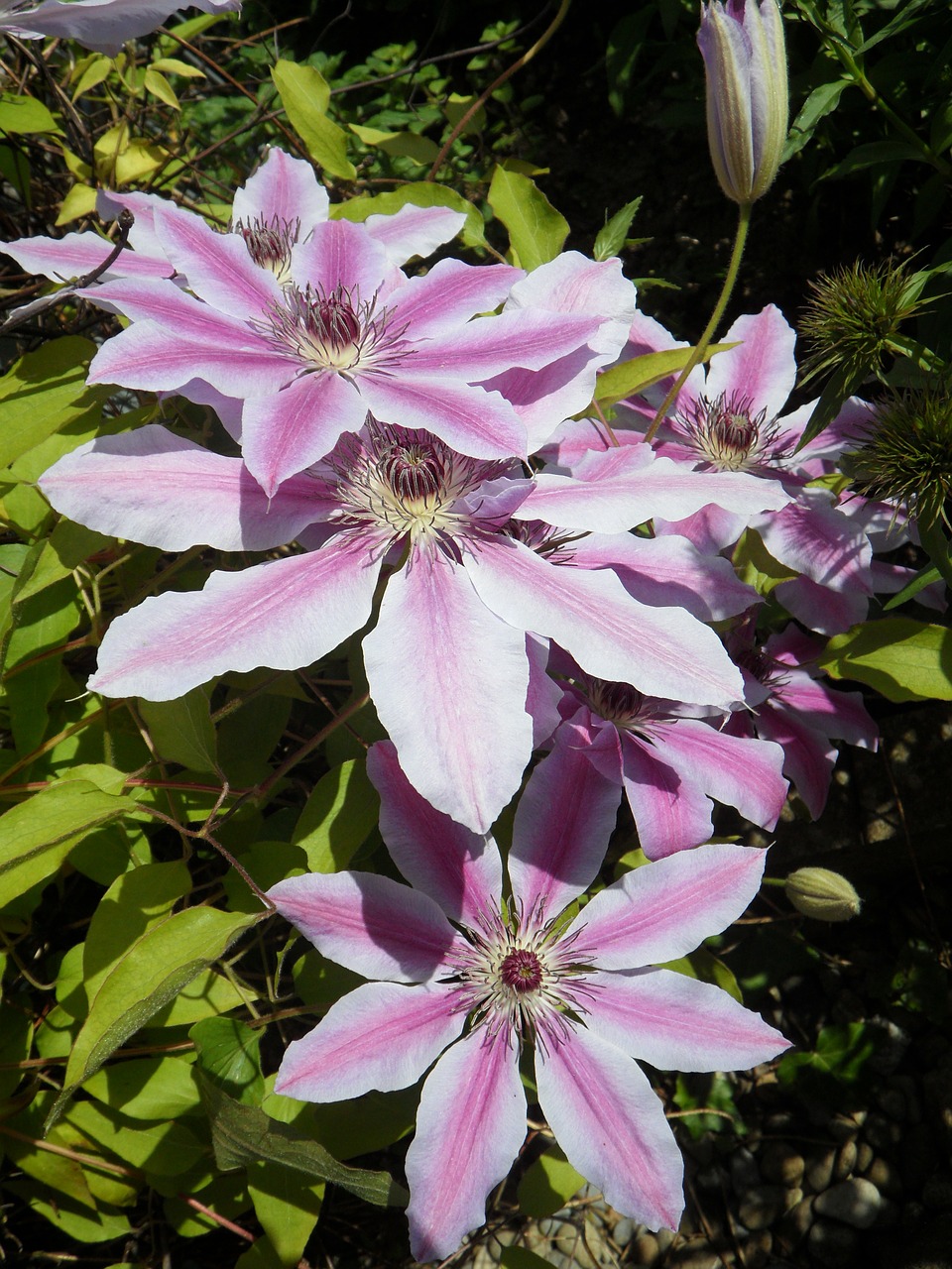 Clematis, Žiedas, Žydėti, Violetinė, Augalas, Gėlė, Žydėti, Nemokamos Nuotraukos,  Nemokama Licenzija