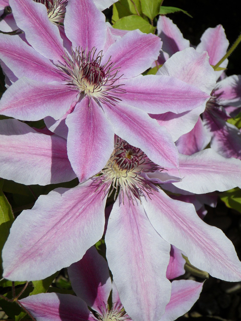 Clematis, Žiedas, Žydėti, Augalas, Gėlė, Žydėti, Violetinė, Nemokamos Nuotraukos,  Nemokama Licenzija