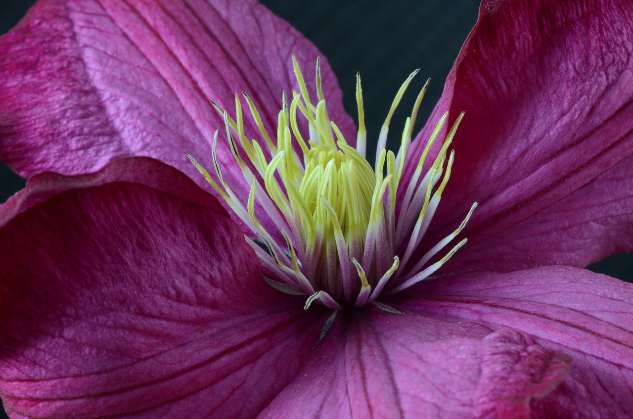 Clematis, Žiedas, Žydėti, Gėlė, Uždaryti, Lapai, Antspaudas, Nemokamos Nuotraukos,  Nemokama Licenzija