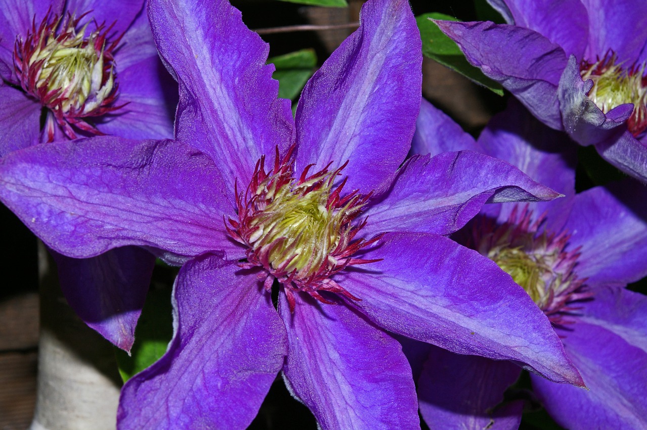 Clematis, Gliukozė, Žiedlapiai, Violetinė, Gamta, Sodas, Violetinė, Žydėti, Alpinistas, Gėlė