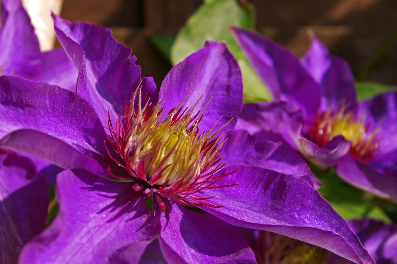 Clematis, Gliukozė, Žiedlapiai, Violetinė, Gamta, Sodas, Violetinė, Žydėti, Alpinistas, Gėlė