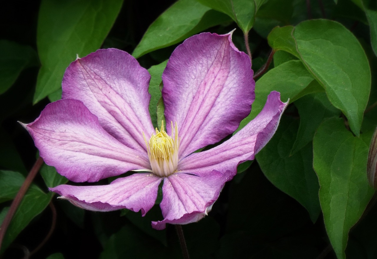 Clematis, Lila, Purpurinė Gėlė, Sodas, Pavasaris, Gėlė, Nemokamos Nuotraukos,  Nemokama Licenzija