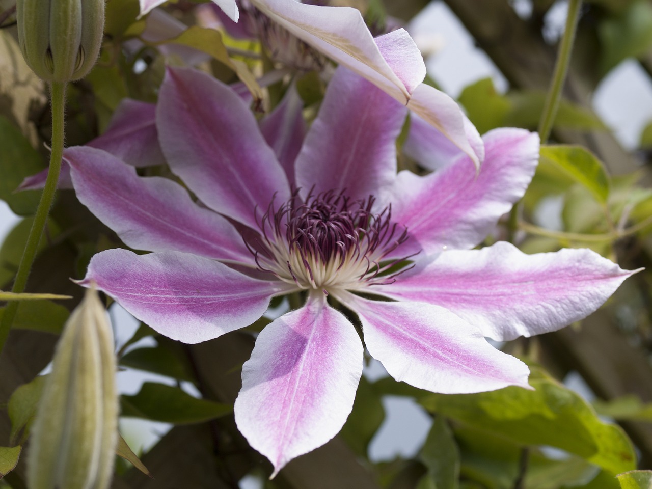 Clematis, Rožinis, Flora, Žydėti, Gamta, Sodas, Gėlė, Balta, Žiedlapis, Pavasaris