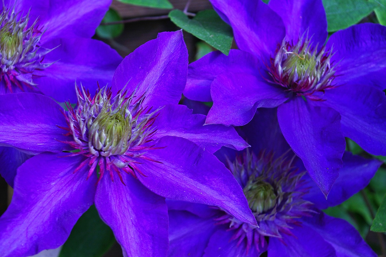 Clematis, Gliukozė, Žiedlapiai, Violetinė, Gamta, Sodas, Violetinė, Žydėti, Alpinistas, Gėlė