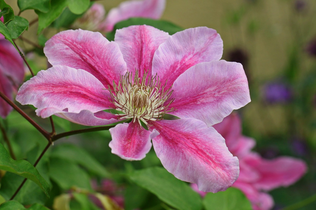 Clematis, Žiedas, Žydėti, Alpinistas, Gėlė, Augalas, Žydėti, Žiedlapiai, Botanika, Flora