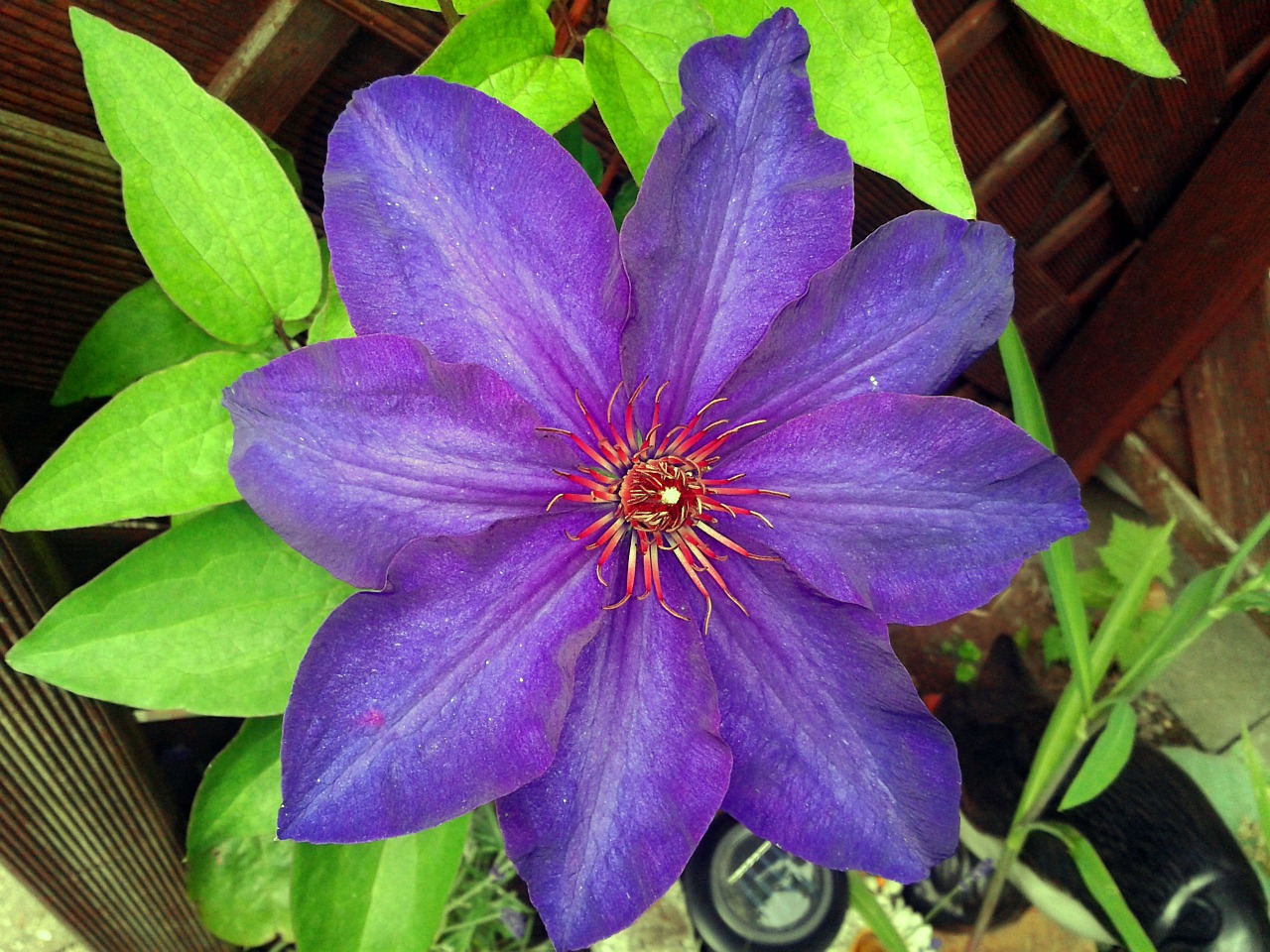 Clematis, Gamta, Augalas, Gėlės, Violetinė, Uždaryti, Gėlė, Flora, Mėlynas, Žiedlapiai