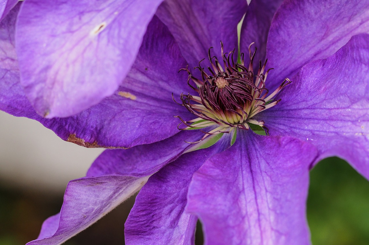 Clematis, Gėlė, Violetinė, Skyrius, Nemokamos Nuotraukos,  Nemokama Licenzija