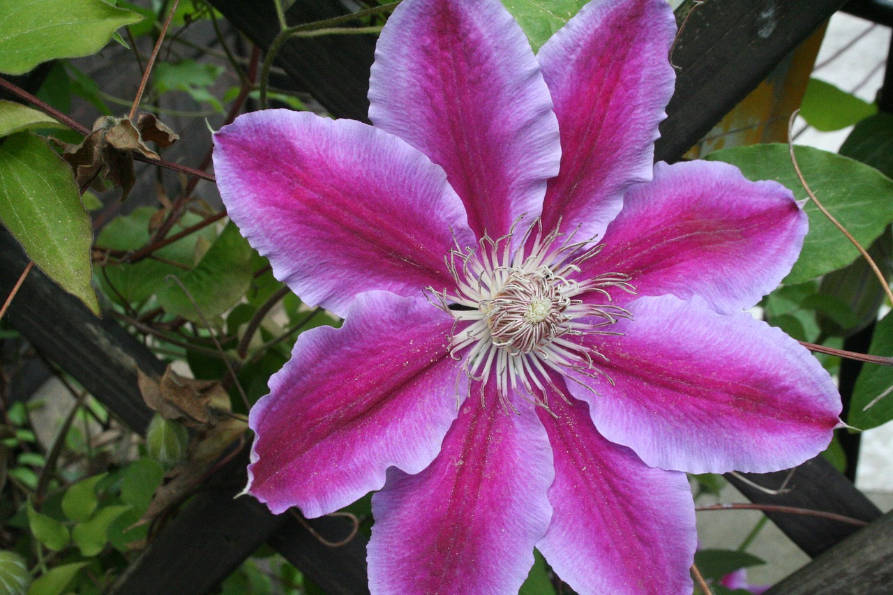 Clematis, Žiedas, Žydėti, Violetinė, Žydėti, Gėlė, Augalas, Uždaryti, Violetinė, Alpinistas