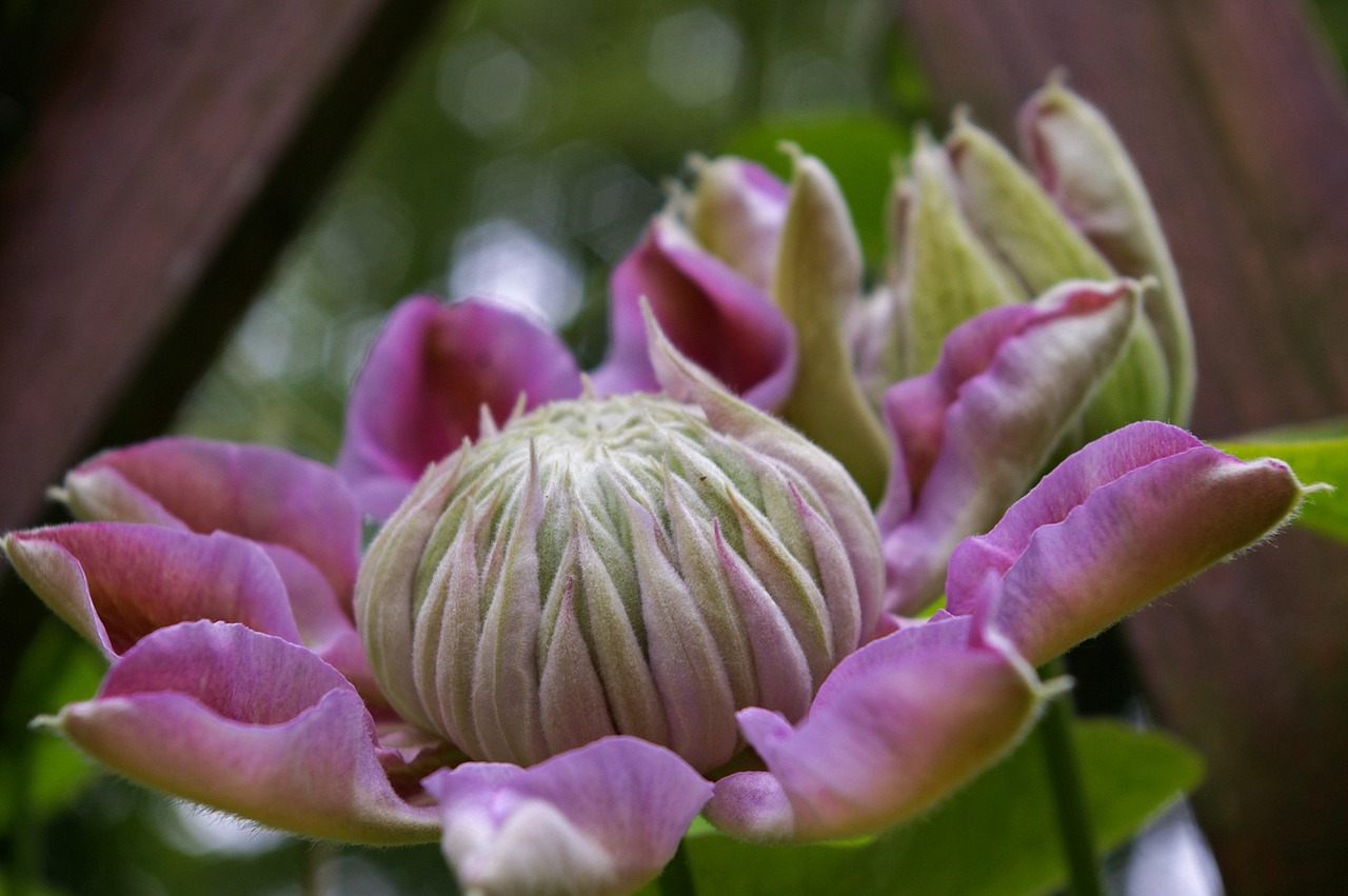 Clematis, Žydėti, Gėlė, Rožinis, Dekoratyvinis Augalas, Gražus, Alpinistas, Saldus, Sodo Augalas, Gėlių Sodas