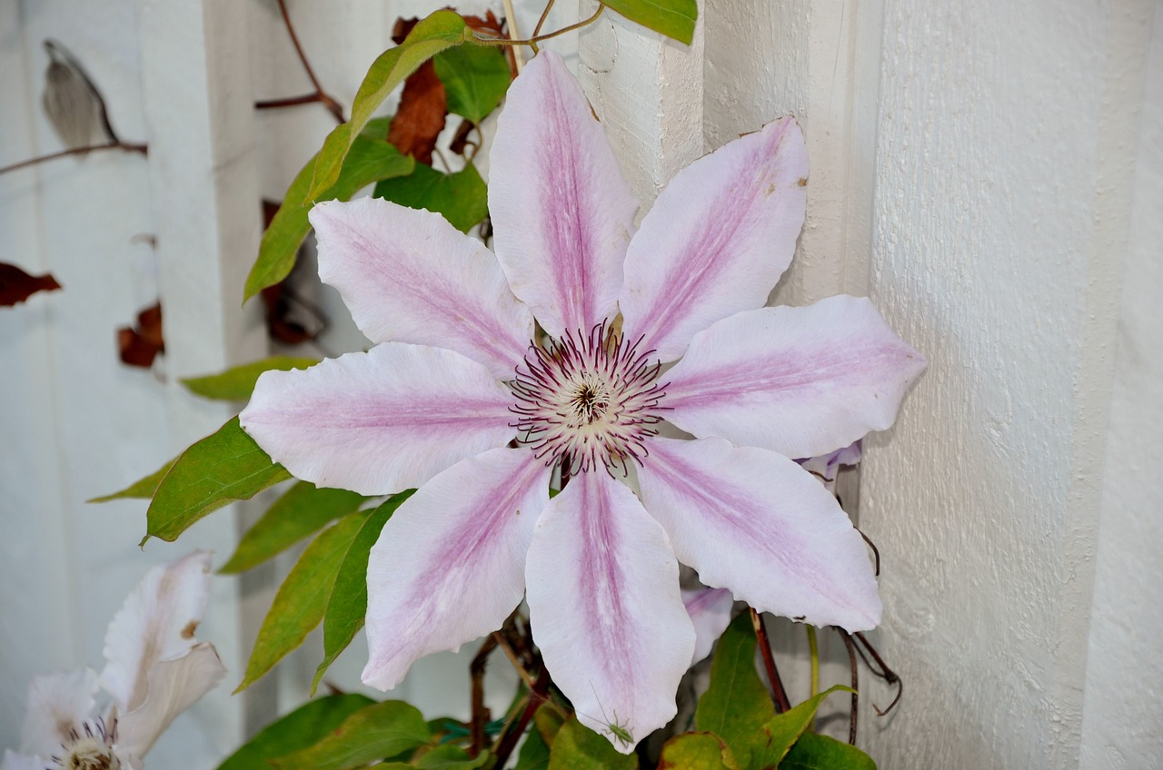 Clematis, Gėlė, Sodas, Rožinis, Grilis, Augalai, Augalas, Mažas Vabzdys, Nemokamos Nuotraukos,  Nemokama Licenzija