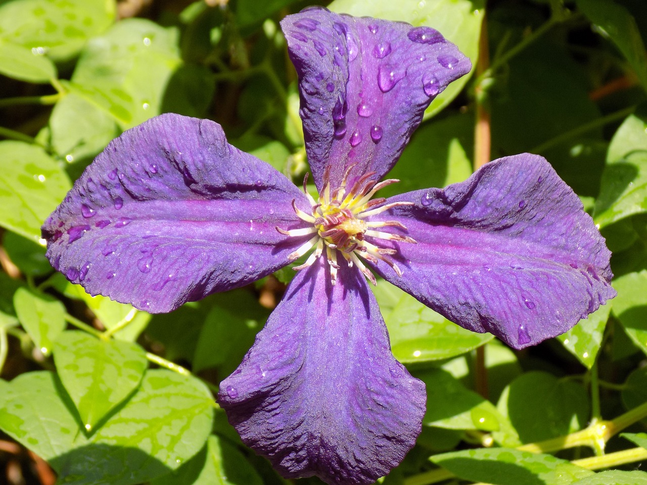 Clematis, Ranunculaceae, Violetinė, Nemokamos Nuotraukos,  Nemokama Licenzija