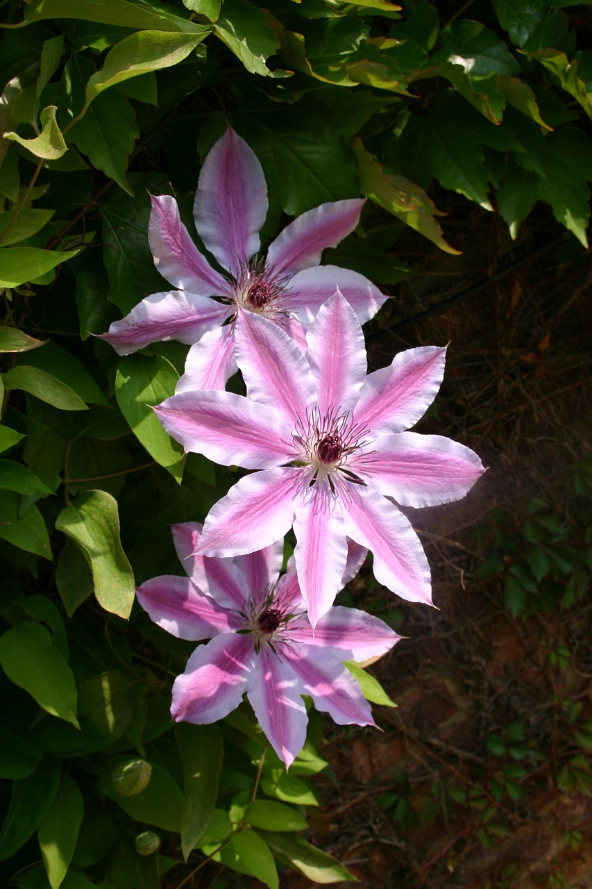 Clematis, Rožinis, Gėlė, Rožinė Gėlė, Purpurinė Gėlė, Gėlės, Nemokamos Nuotraukos,  Nemokama Licenzija