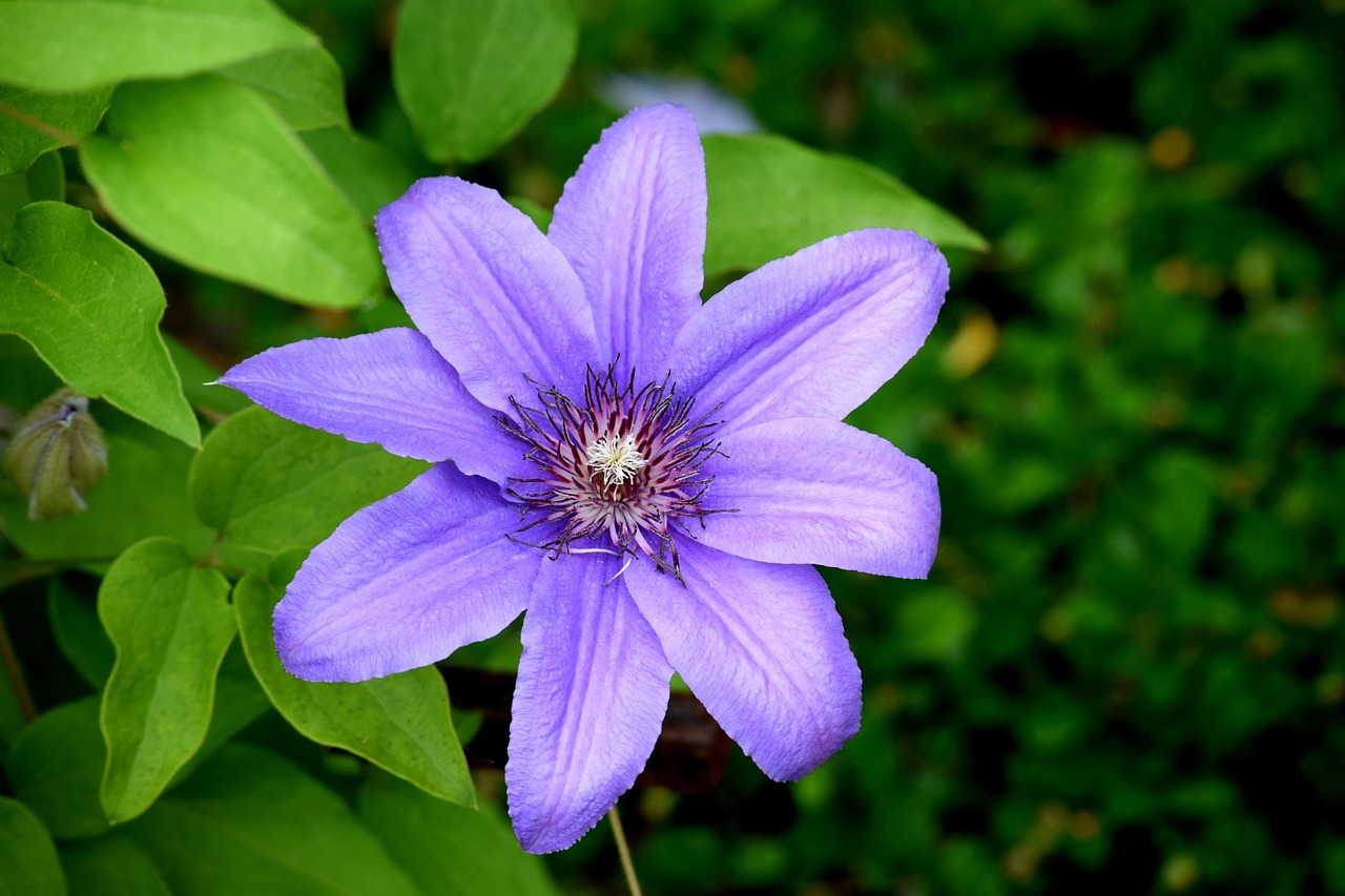 Clematis, Gėlė, Mėlyna Gėlė, Sodas, Vynmedis, Nemokamos Nuotraukos,  Nemokama Licenzija