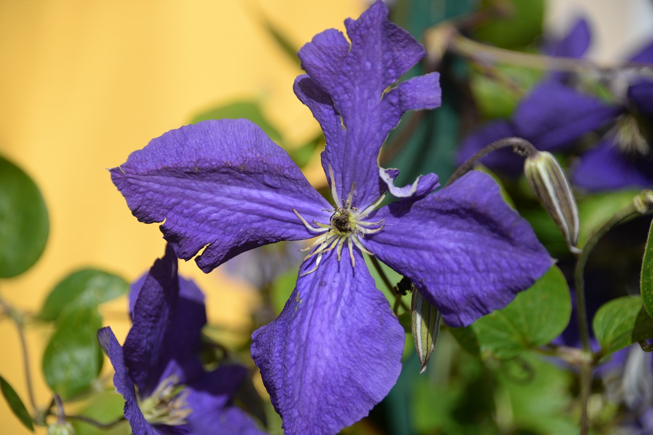 Clematis, Violetinė, Makro, Žiedas, Žydėti, Gėlė, Sodas, Gamta, Nemokamos Nuotraukos,  Nemokama Licenzija