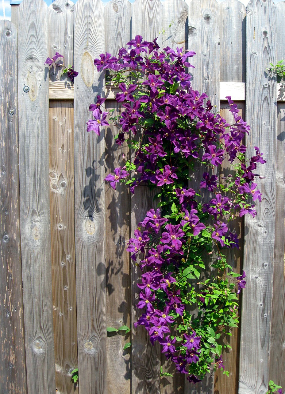 Clematis, Violetinė, Gėlės, Žydėti, Gėlė, Tvora, Medžio Tvora, Vasara, Gamta, Nemokamos Nuotraukos