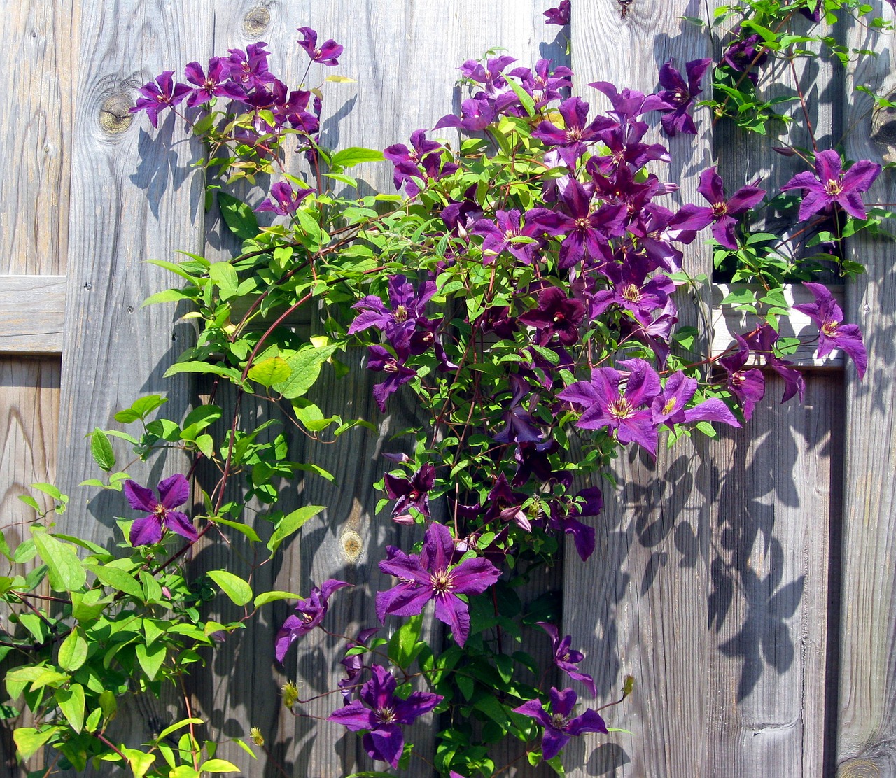 Clematis, Violetinė, Gėlės, Žydėti, Gėlė, Tvora, Medžio Tvora, Ištemptas, Vasara, Gamta