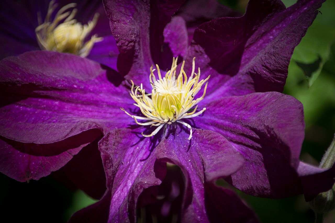 Clematis, Gėlė, Tamsiai Violetinė, Žiedas, Žydėti, Ranunculaceae, Uždaryti, Žydėti, Dekoratyvinis Augalas, Alpinistas