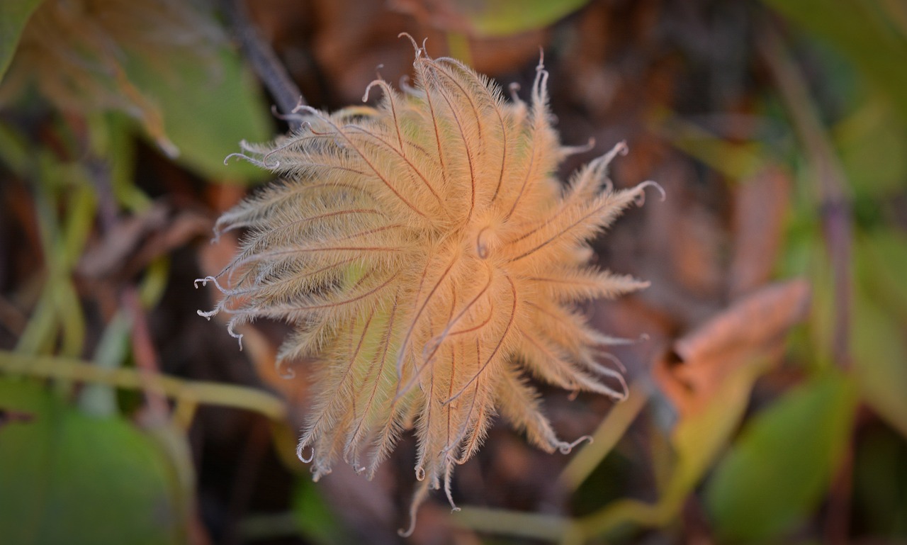 Clematis, Sėklos, Plaukuotas, Purus, Ankštiniai, Plaukuotas Spaudas, Palėpė, Nemokamos Nuotraukos,  Nemokama Licenzija