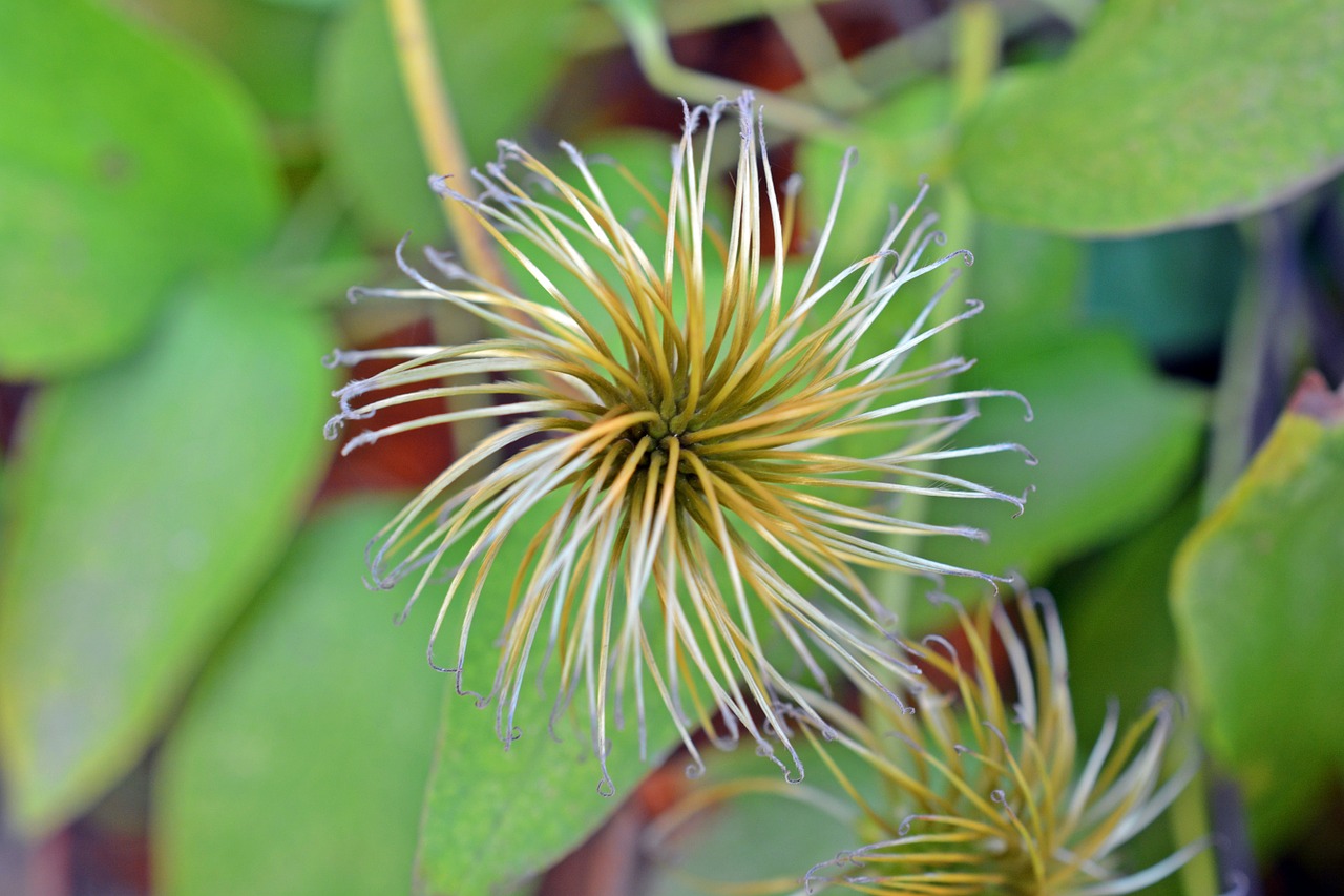 Clematis, Sėklos, Ankštiniai, Gėlė, Žiedas, Žydėti, Nemokamos Nuotraukos,  Nemokama Licenzija