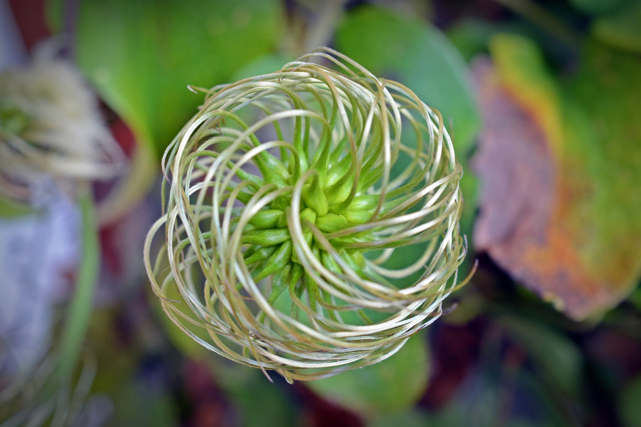 Clematis, Sėklos, Ankštiniai, Gėlė, Spiralė, Žiedas, Žydėti, Nemokamos Nuotraukos,  Nemokama Licenzija